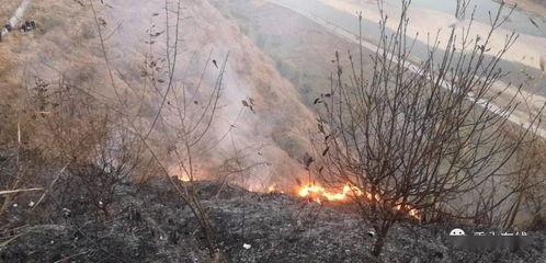 狮子山爆料视频播放,揭秘事件背后惊人真相